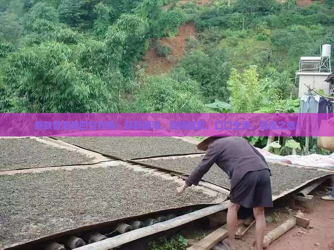 新款普洱茶回甘好喝