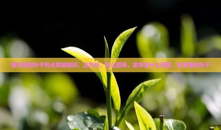 普洱茶的叶子有点黑