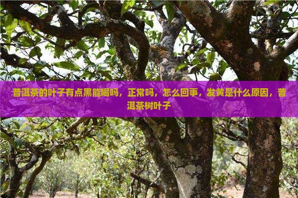 普洱茶的叶子有点黑