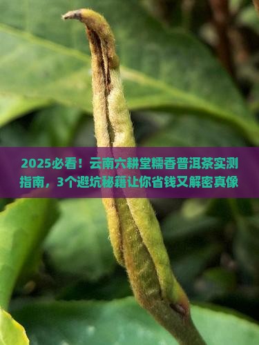 云南六耕堂糯香普洱茶