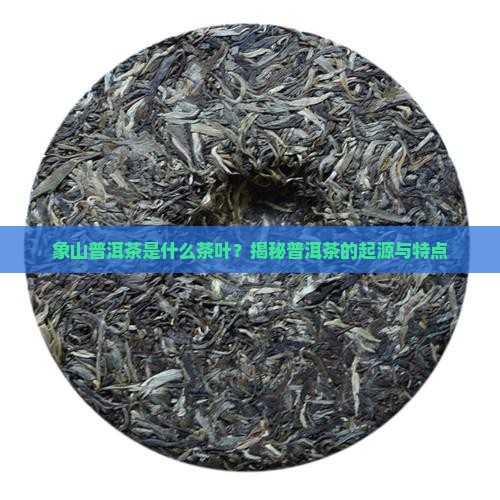 象山普洱茶是什么茶叶