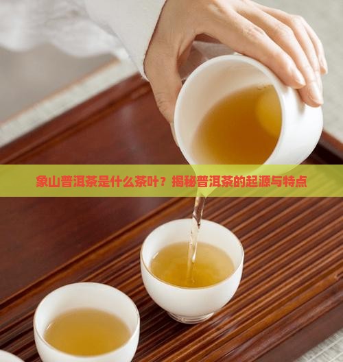 象山普洱茶是什么茶叶