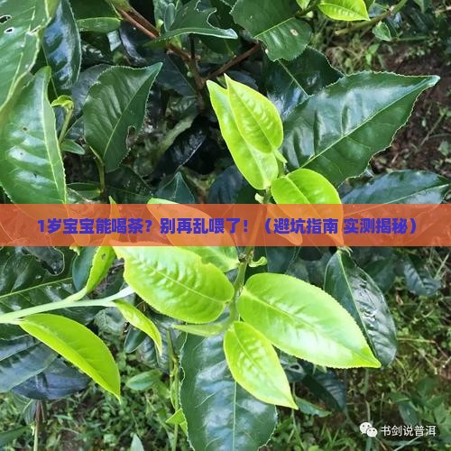 1岁小孩能喝茶吗