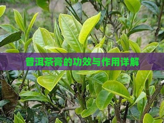茶膏怎么样禅然普洱茶膏