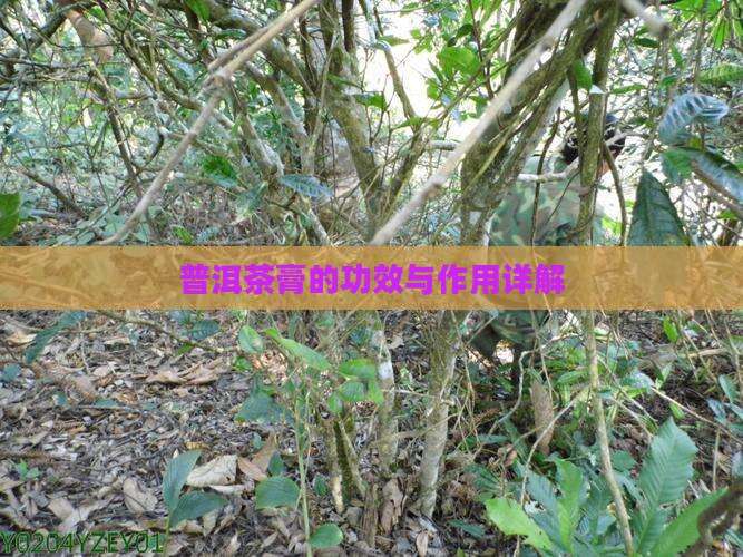 茶膏怎么样禅然普洱茶膏