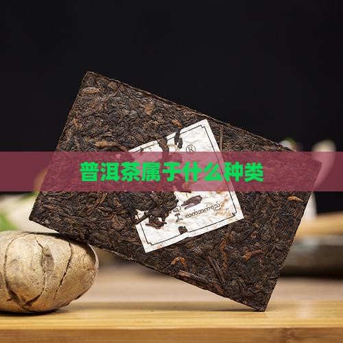 普洱茶属于什么种类