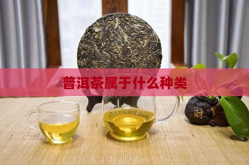 普洱茶属于什么种类