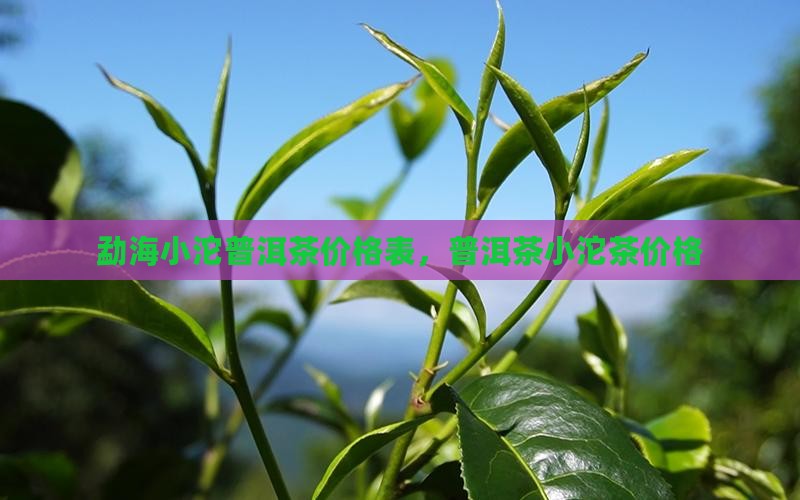 勐海小沱普洱茶