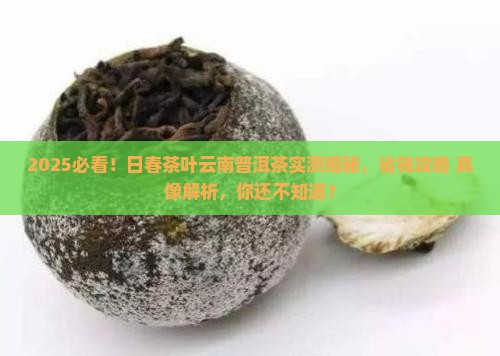 日春茶叶云南普洱茶
