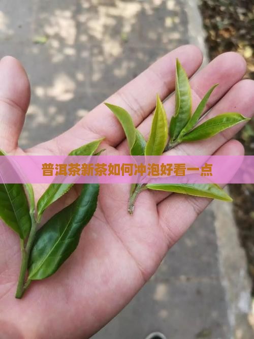 普洱茶新茶如何冲泡好看