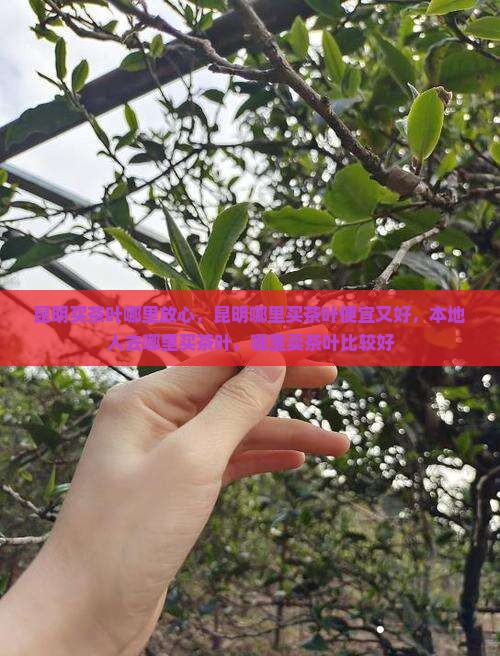 昆明买茶叶哪里放心