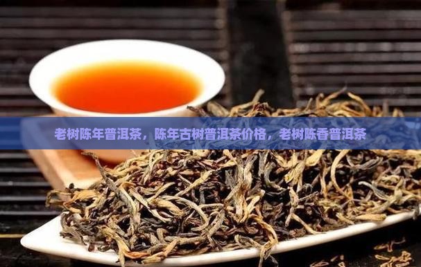 老树陈年普洱茶