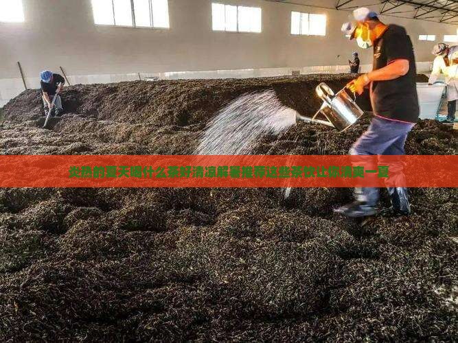 炎热的夏天喝什么茶好
