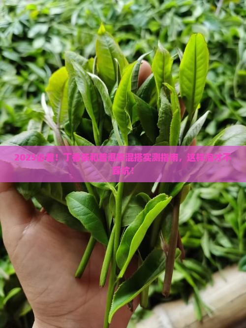 丁香茶和普洱茶能一起泡吗