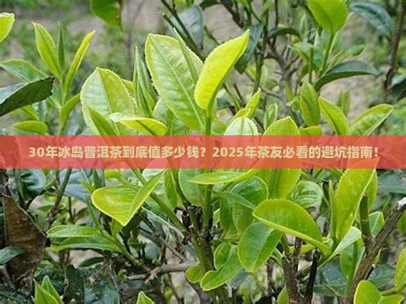 30年冰岛普洱茶价格