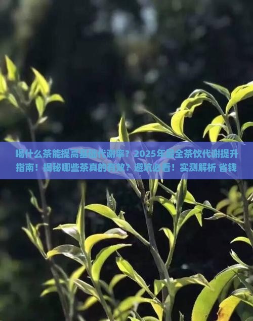 喝什么茶能提高基础代谢率