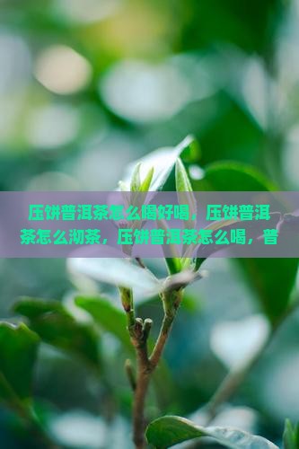 压饼普洱茶怎么喝