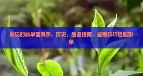 发现的最早普洱茶
