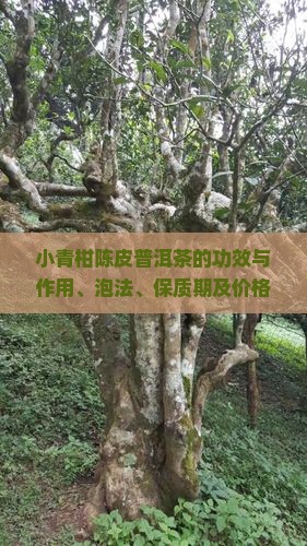 小青柑陈皮普洱茶