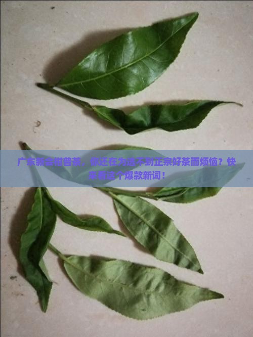 广东新会柑普茶品牌