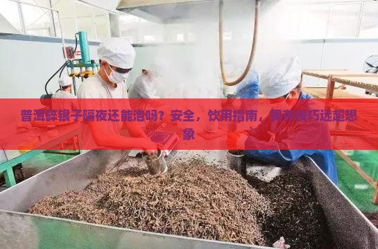 普洱碎银子隔夜还能泡吗