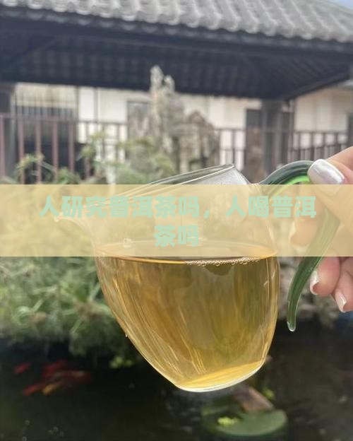 美国人研究普洱茶吗