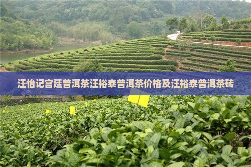 汪怡记宫廷普洱茶