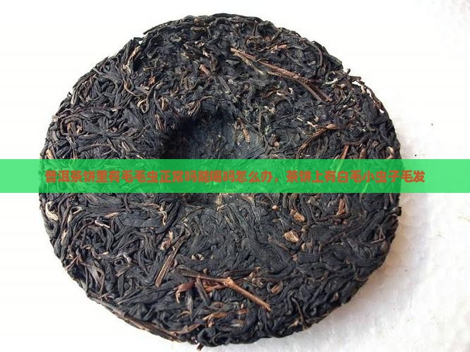 普洱茶饼里有毛毛虫