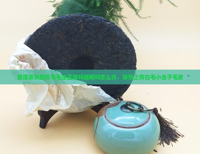 普洱茶饼里有毛毛虫