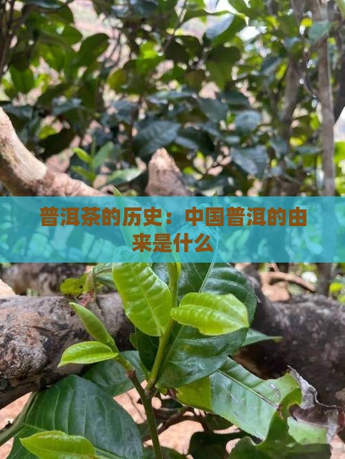 普洱茶的历史由来是什么