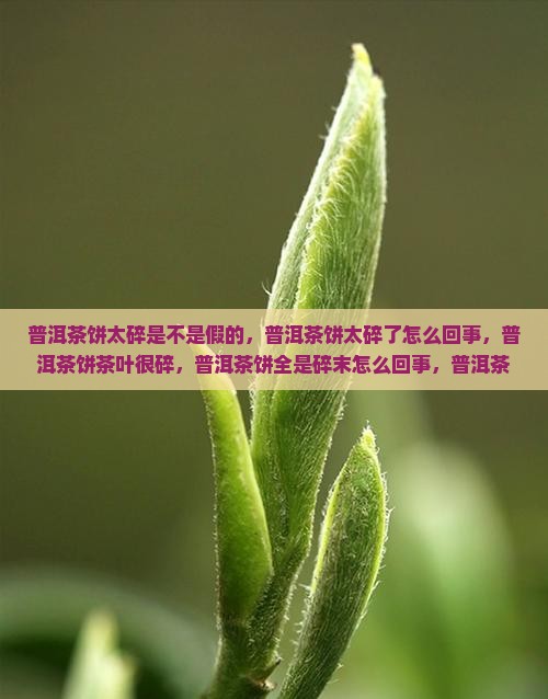 普洱茶饼太碎是不是假的