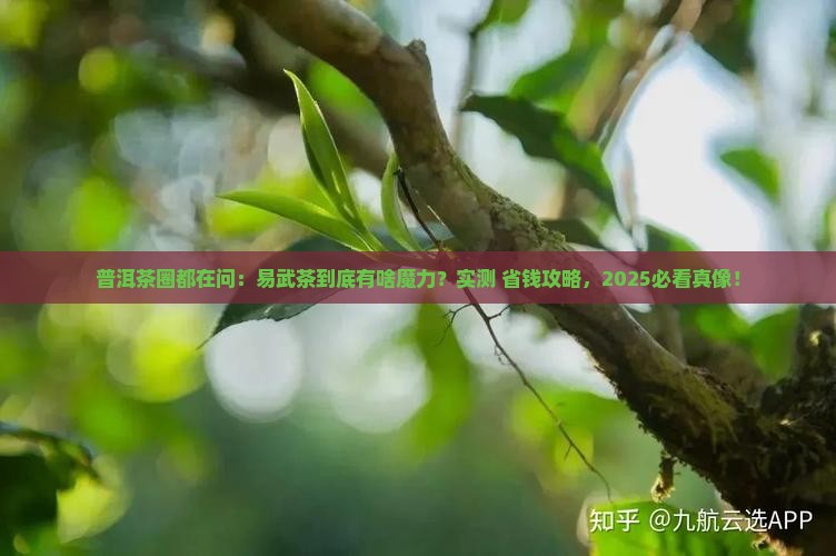 普洱茶为什么要易武