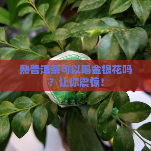 熟普洱茶可以喝金银花