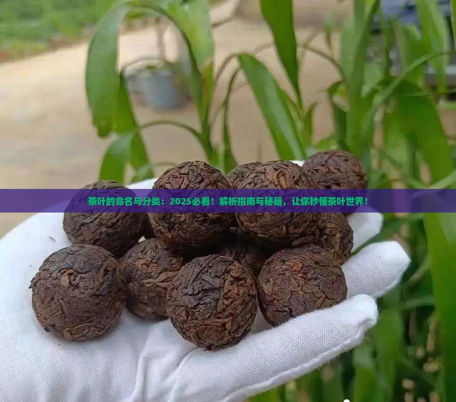 茶叶的命名与分类