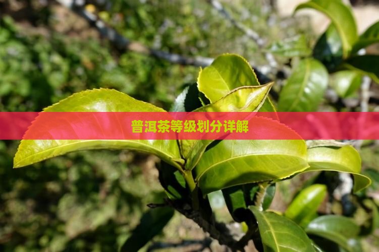 普洱茶一般分几个档次