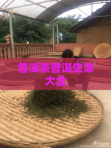 普洱茶生津大全