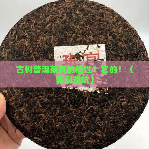 古树普洱茶是热性