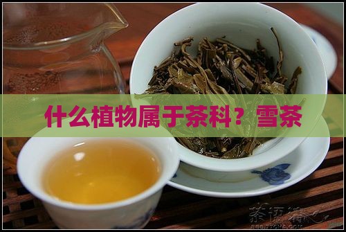 藏雪茶是什么茶