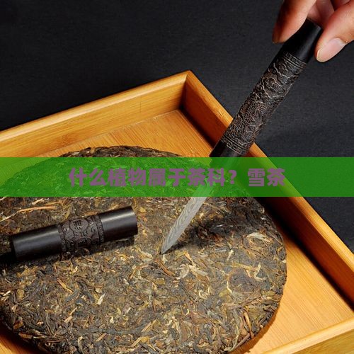 藏雪茶是什么茶