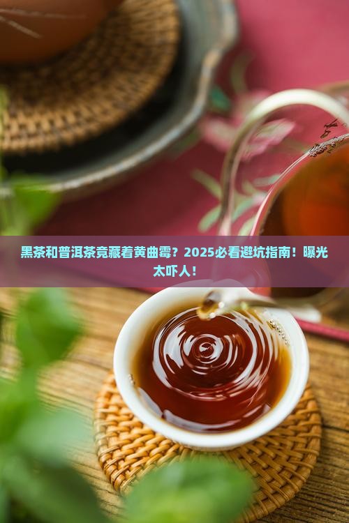 黑茶和普洱茶的黄曲霉