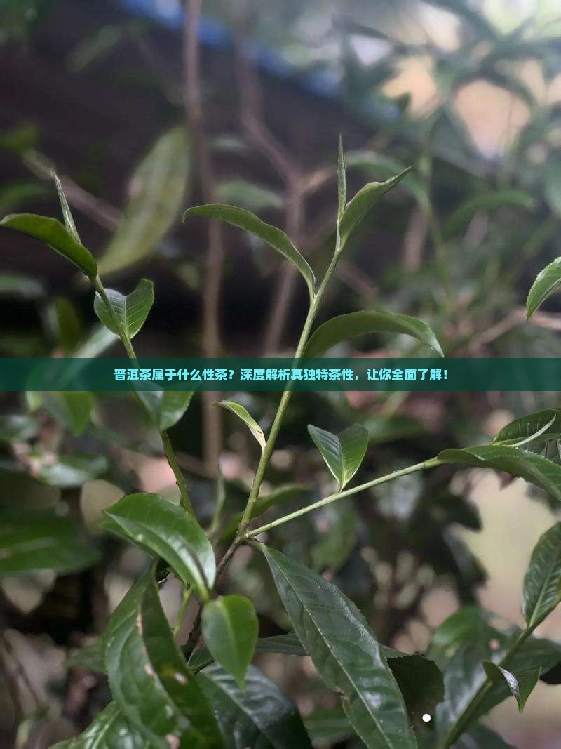 普洱茶属于什么性茶