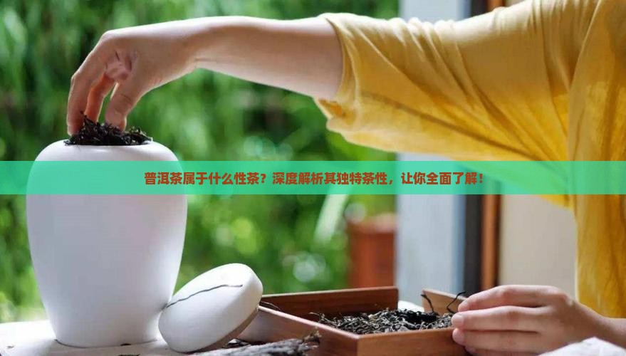 普洱茶属于什么性茶