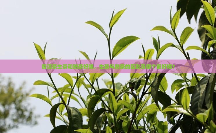 普洱茶生茶和熟茶好喝