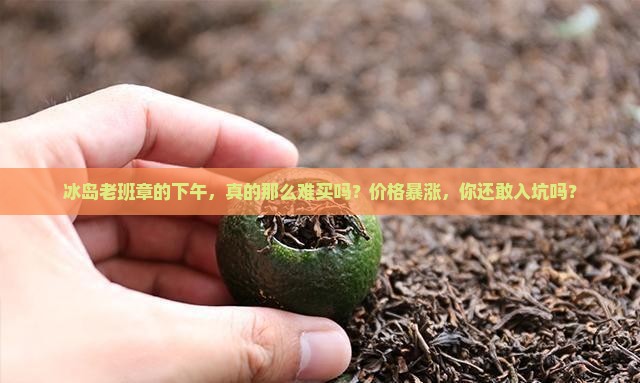 冰岛老班章的下午