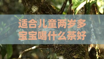 两岁多宝宝喝什么茶好