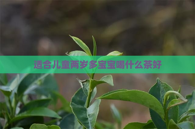 两岁多宝宝喝什么茶好
