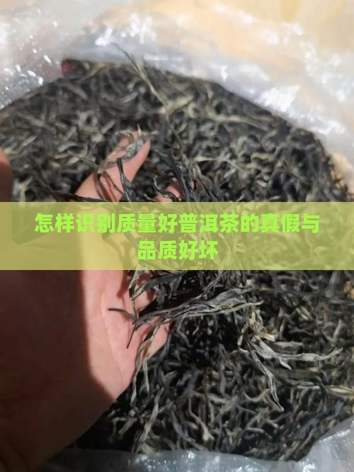 怎样识别质量好普洱茶
