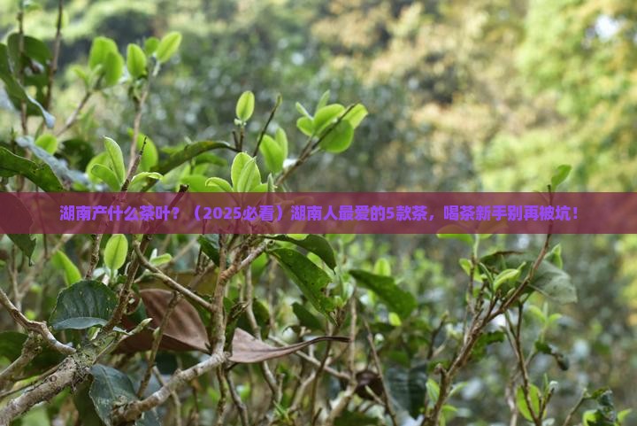 湖南产什么茶叶