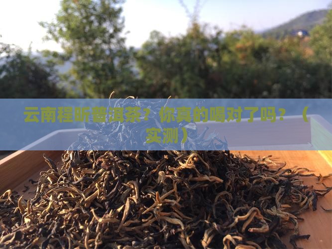 云南程昕普洱茶