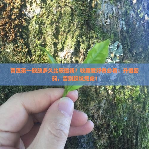普洱茶一般放多久比较值钱